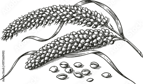 Detailed vintage illustration of millet ears with leaves and scattered seeds on white background