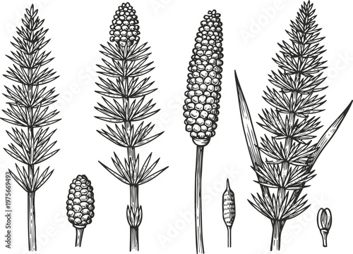 Detailed botanical illustrations of horsetail plant stems and spores in vintage engraving