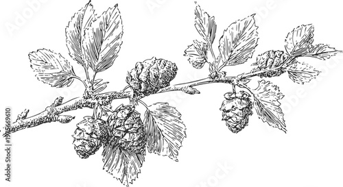 detailed botanical sketch of hop plant branch with cone shaped flowers and serrated leaves
