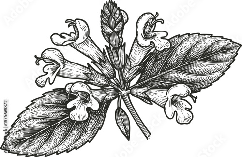 Hand drawn medicinal plant with detailed leaves and tubular flowers botanical illustration