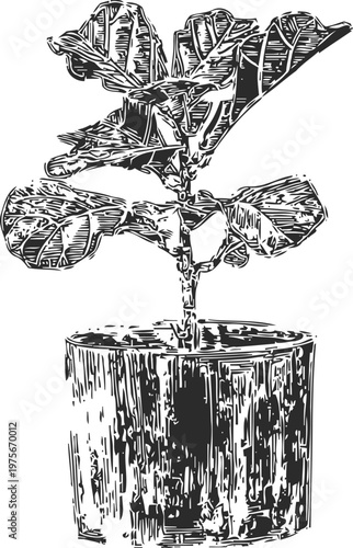 Fig plant in a pot with detailed leaves, engraved botanical illustration, garden and houseplant decor