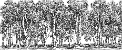 Forest trees line drawing detailed sketch of tall leafy woodland trees with trunks and branches