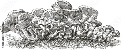 Hand drawn chanterelle mushrooms cluster growing on forest floor detailed botanical illustration