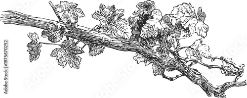 Grape vine branch with leaves and curling tendrils detailed vintage botanical illustration