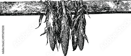 Hand drawn vintage illustration of corn cobs drying on a horizontal wooden beam