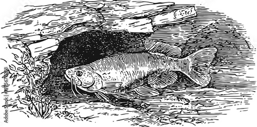 vintage illustration of a freshwater fish swimming near underwater rocks and plants