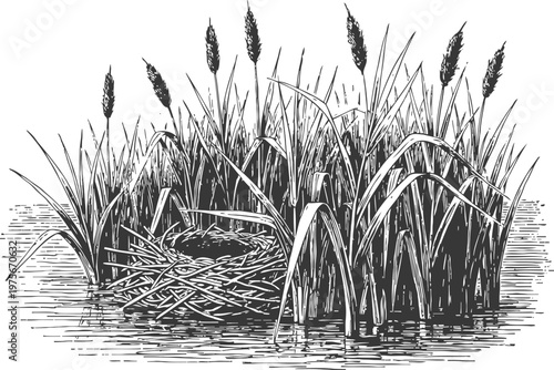 Nest with eggs in the reeds on the water edge wildlife bird habitat in natural marsh environment with tall grass and calm water
