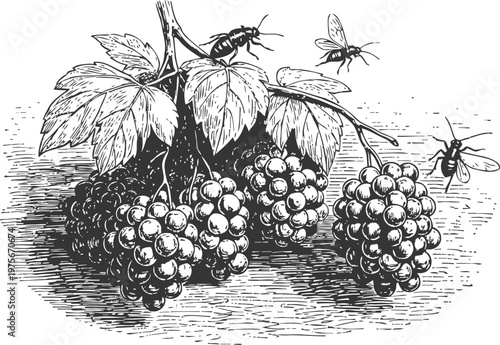 Bunches of grapes hanging on vine with leaves and flying wasps around fruit