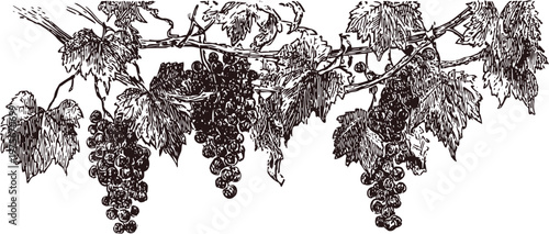 grape vine branch with ripe grape clusters and large leaves vintage botanical illustration
