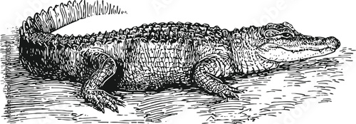 Detailed vintage illustration of an alligator resting on the ground in black and white