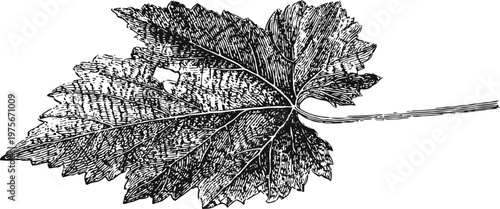 Detailed black and white engraving of a grapevine leaf with visible veins and textured surface