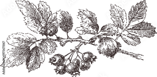 Vintage botanical illustration of blackcurrant branch with berries and leaves in detailed sketch