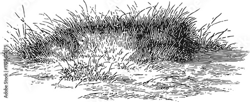 Illustration of grassy mound in natural landscape with detailed sketch lines and shading