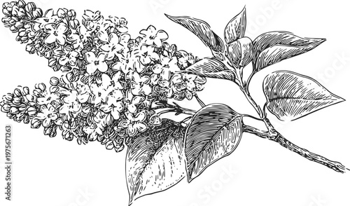 Detailed vintage illustration of blooming lilac flower branch with fragrant clustered blossoms and leaves
