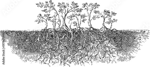 Illustration of apple trees with extensive root systems underground in vintage engraving
