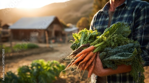 Farmer Holding Freshly Harvested Organic Carrots and Kale in a Field at Sunset with Rustic Barn in Background