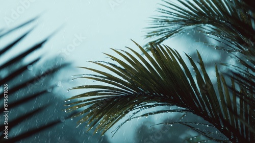 Close up of lush green palm fronds with water droplets during a soft rainfall against a blurred moody background with gentle light filtering through the leaves creating a tranquil atmosphere