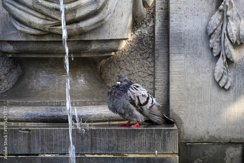 Pigeon on Stone Fountain Ledge with Falling Water