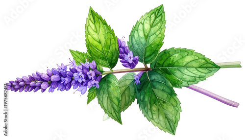 A detailed watercolor illustration of a blooming peppermint plant with vibrant green leaves and delicate purple flowers, perfect for culinary or medicinal themes