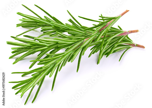 Rosemary isolated on a white background