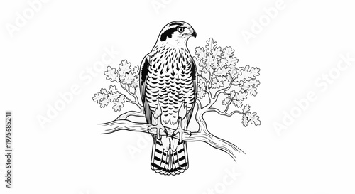 Detailed black and white illustration of a raptor perched on a tree branch with oak leaves