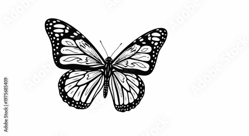 Detailed black and white line art illustration of a monarch butterfly with intricate wing patterns
