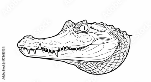 Detailed black and white line art illustration of an alligator's head in profile