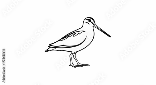 Detailed black and white line drawing of a shorebird with a long beak