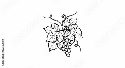 Delicate sketch of a grape cluster with vine leaves and tendrils