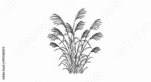 Delicate sketch of a grass cluster with feathery plumes on white background