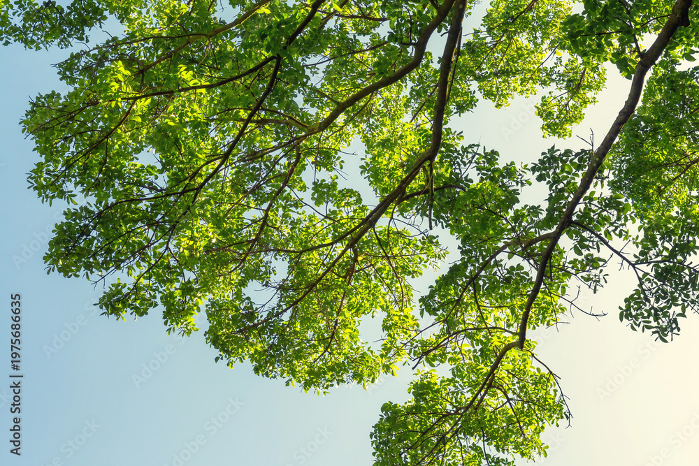 Fototapeta premium Vibrant green leaves and tree branches reach towards a clear blu