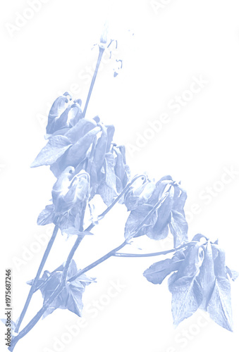 Leaves Branch Cyanotype