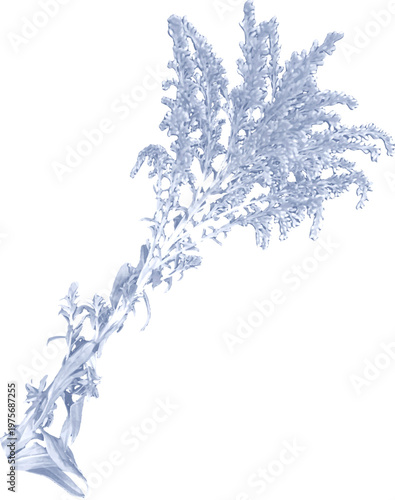 Meadow Grasses Cyanotype