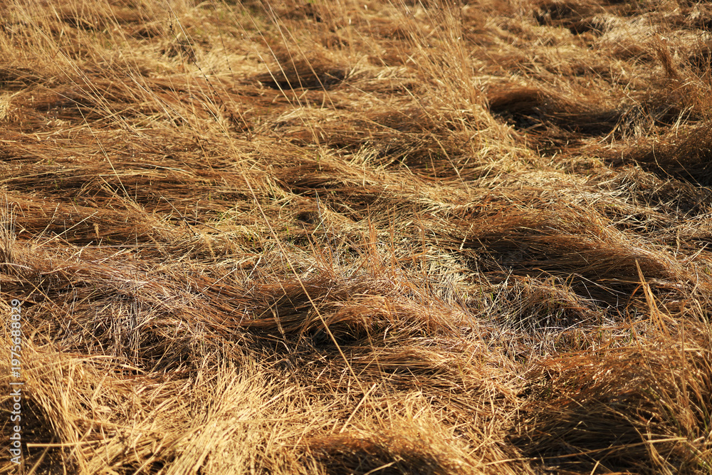 Naklejka premium Sun-bleached dry grass texture, natural background