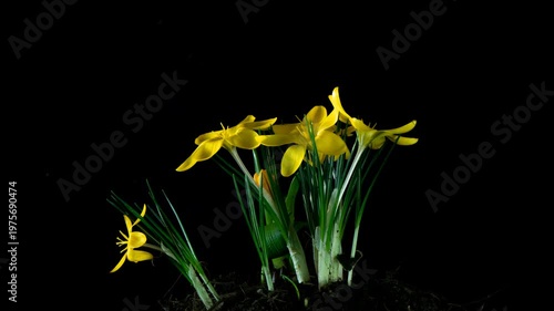 A stunning high-quality timelapse showing a cluster of yellow crocus flowers (Crocus Flavus) gradually blooming and opening their petals. The process captures the delicate movement of the buds against