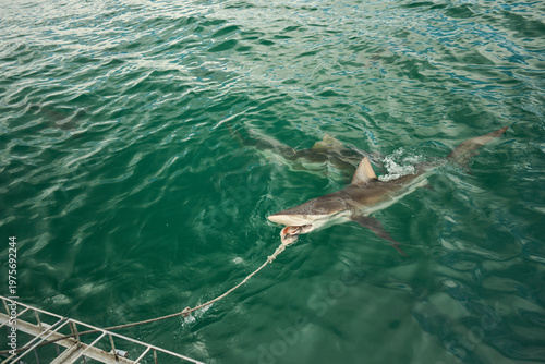 Shark Tethered By Rope Under Turquoise Water Off South Africa Coast During Tagging Survey, Dorsal Fin Visible,