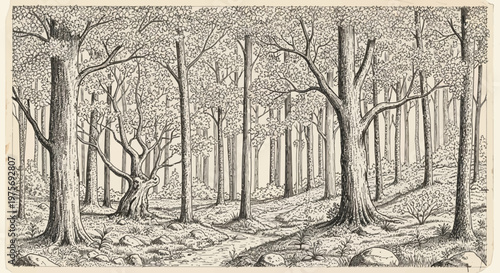 Enchanting Forest Path: Detailed Pen and Ink Drawing of Woodland Trees