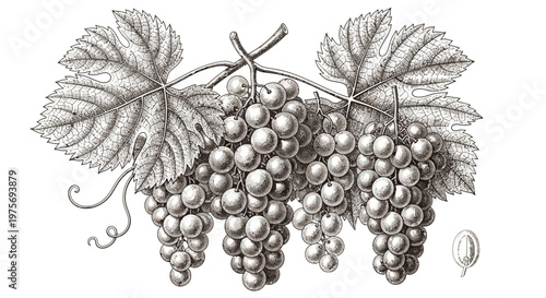 Vintage Engraving of Ripe Grape Bunches Hanging from a Vine with Leaves