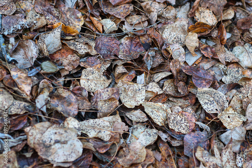 Fotografie Background Texture Of Crunchy Dry Brown Leaves