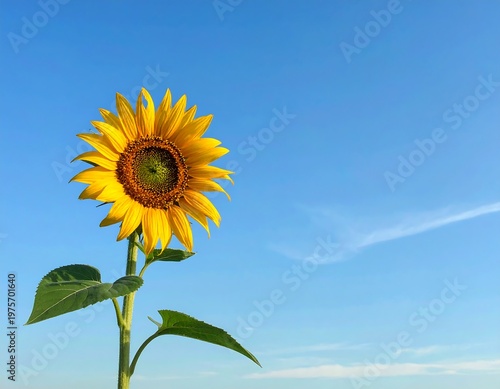 A large sunflower against a clear blue sky with a few wispy clouds