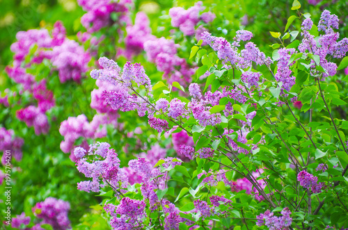 Lilac blossoming branches, Selective focus