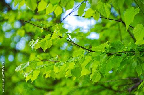 green leaves on the green backgrounds