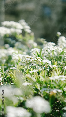 Floral background. Spring flowers. Natural background. Sommer background.