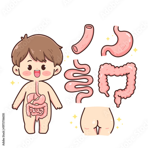 Human digestive system anatomy set for kids with cute boy character and internal organs including stomach esophagus small and large intestine rectum vector illustration