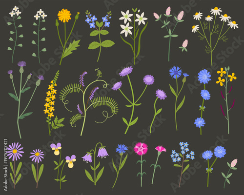 Wildflowers clipart collection. Hand drawn cute colorful meadow flowers for floral summer design. Pansy, chicory, forget-me-not and other. Perfect for invitations, banner and fabric design.