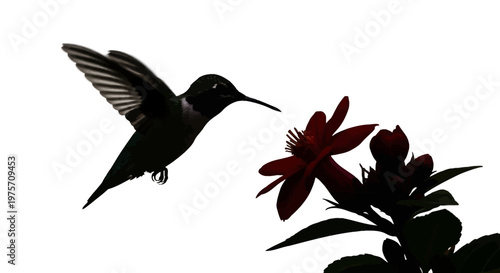 Hummingbird silhouette flying near red flower, dark bird profile hovering by garden blossom, minimalist nature vector on white background