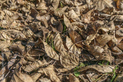 Dry fallen leaves carpeting the ground in late autumn with earthy textured detail.