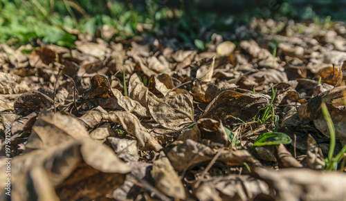 Dry fallen leaves carpeting the ground in late autumn with earthy textured detail.