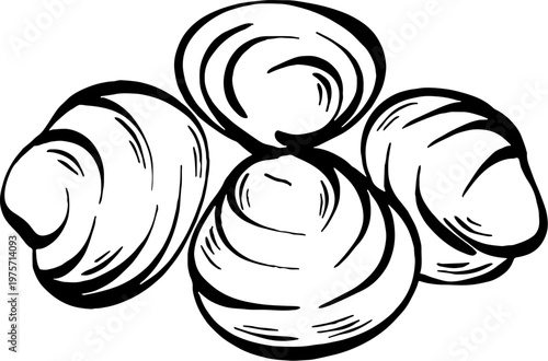 Clams and sea shells hand drawn illustration for gourmet food identity and beach cafe branding