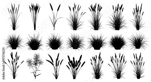 Black cattail silhouettes and wild grass icons set, 21 botanical vector elements, marsh reed and swamp plant illustrations for landscape design
